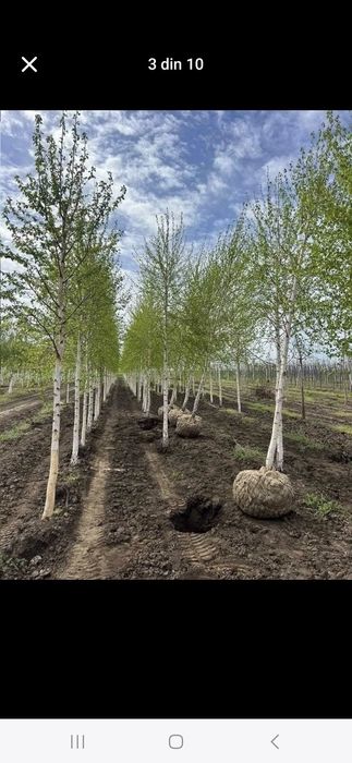 Vând brazi arginti și copaci ornamentali