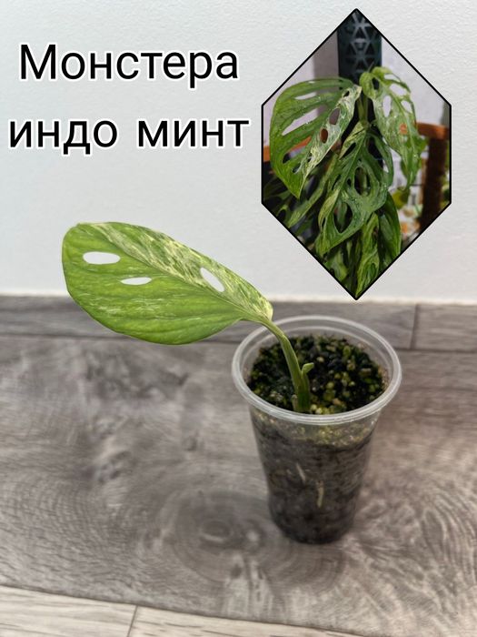 Монстера Индо Минт