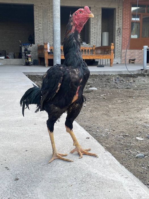 Dakan xoroz yaxshi narsa vashi kotta