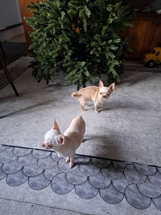 Вязка мини Чихуахуа