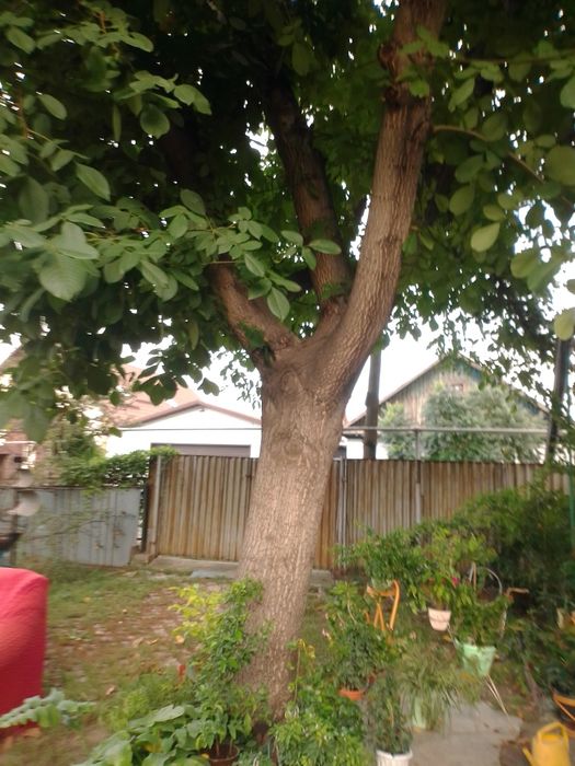 Продам дерево орех