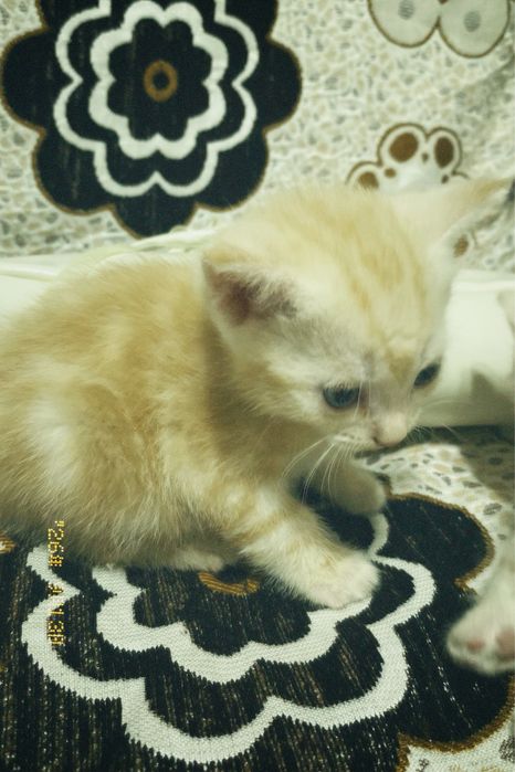 продам котят в хорошие руки!