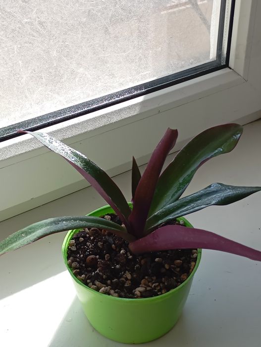 Комнатные растения.