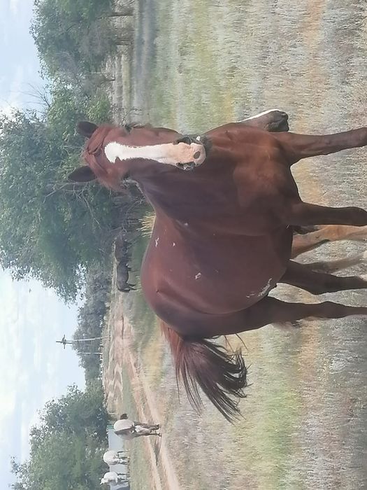 Продам кобылу с жеребенком