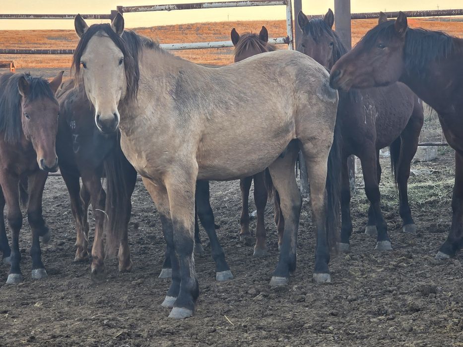 Мұғалжар тұқымы айғыр сатылады