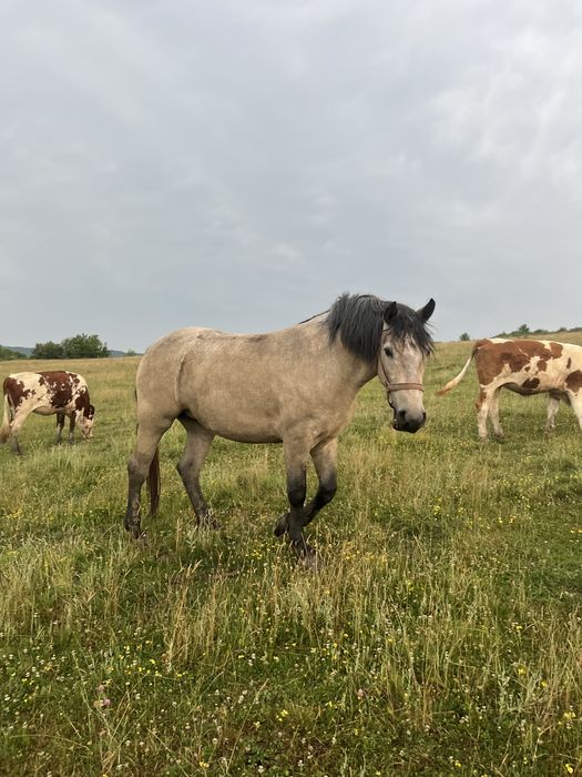 Iapă de 3 ani de vanzare