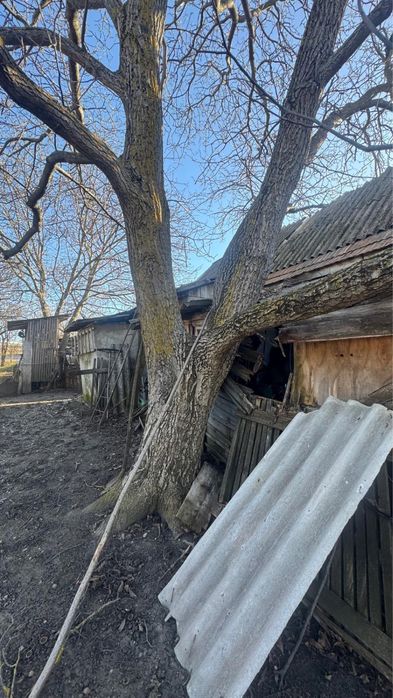 2 buc Nuc gratis taiat