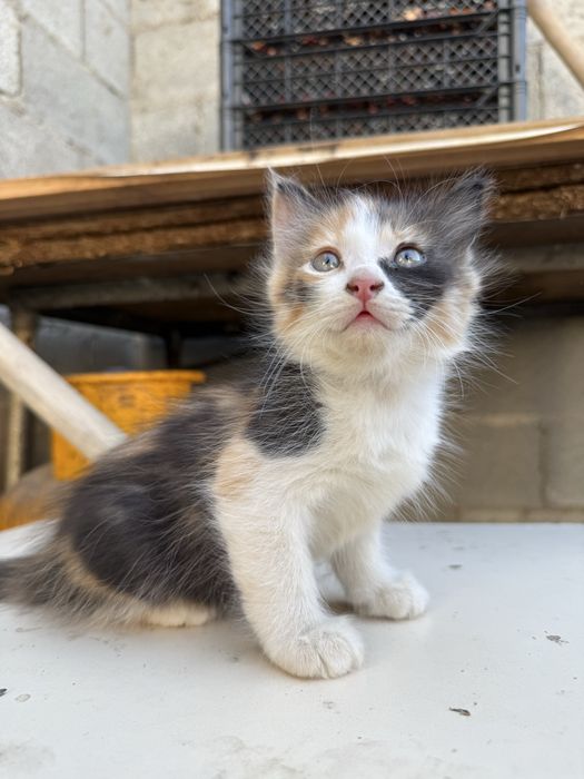 Отдам бесплатно котят