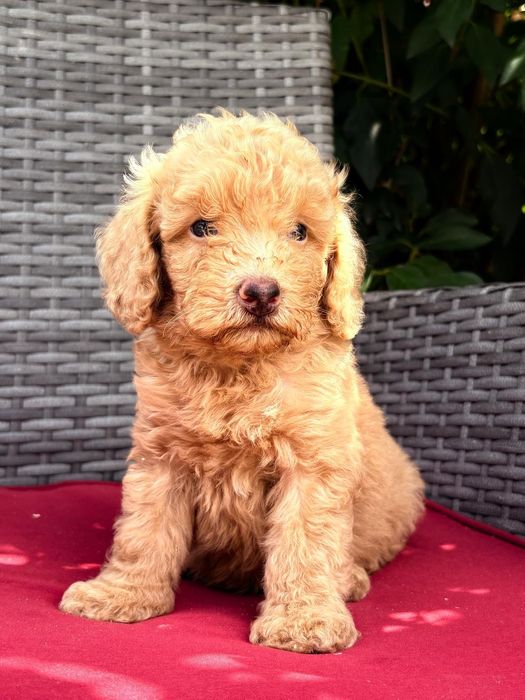 Vand puisor poodle/pudel/caniche