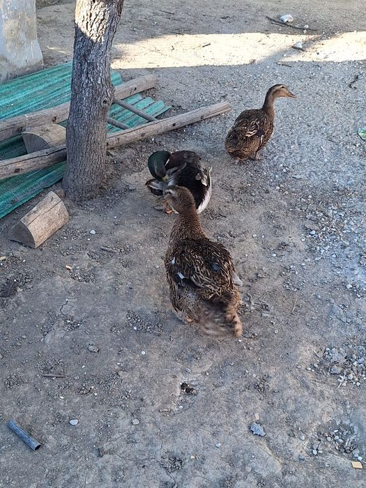 Familie de rate formată