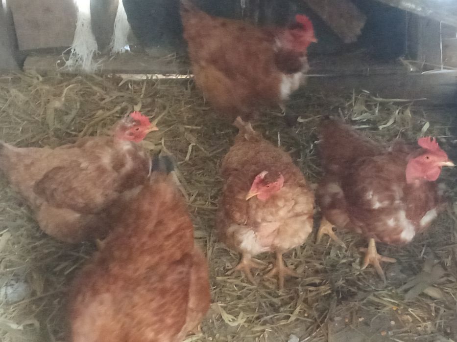 Vând găini de țară crescute bio