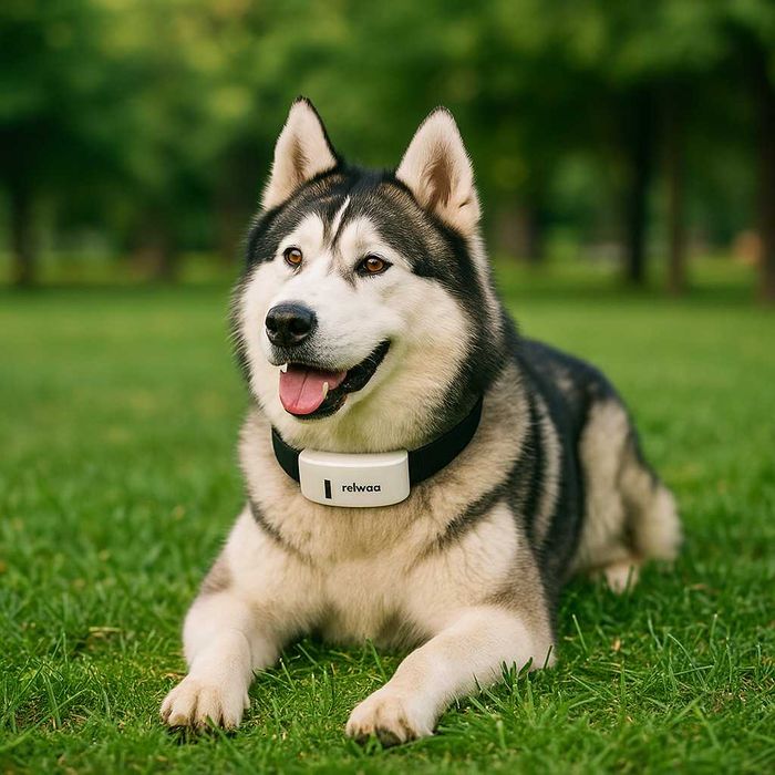 Тракер за домашен любимец - GPS локатор