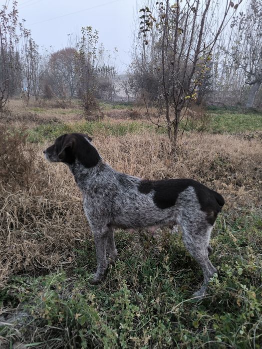 Дратхар ургочи сотилади