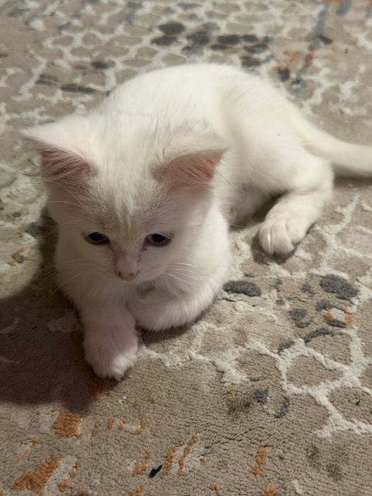 Отдам котенка девочку