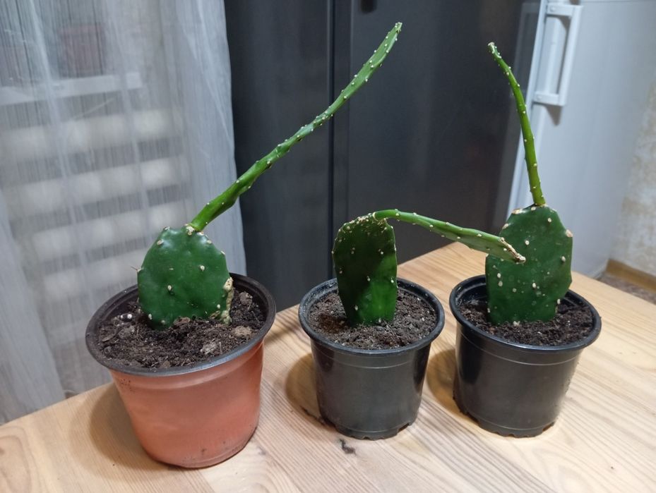 Опунция кактус цветы