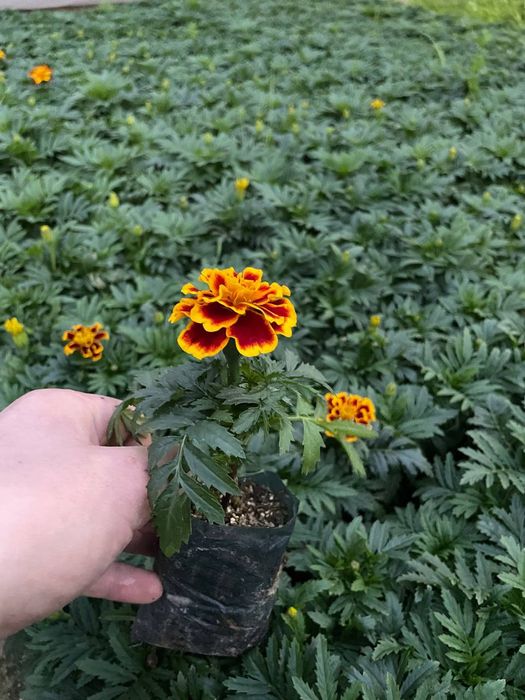 Bahorgi ekish uchun gullar keng asartiment