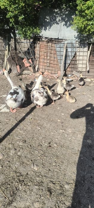 Vând 9 boboci românești au 2 săptămâni separat sau cu gâscă și gascanu  60 bucata  150 părinți