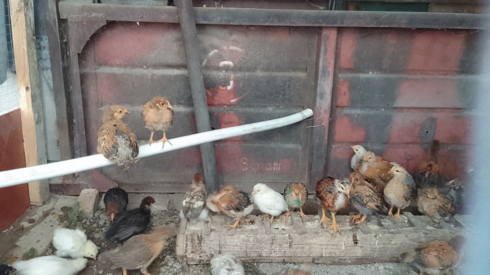 Продам домашнее   цыплята подросшие