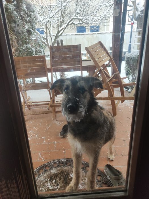 Donez pui femelă cățel