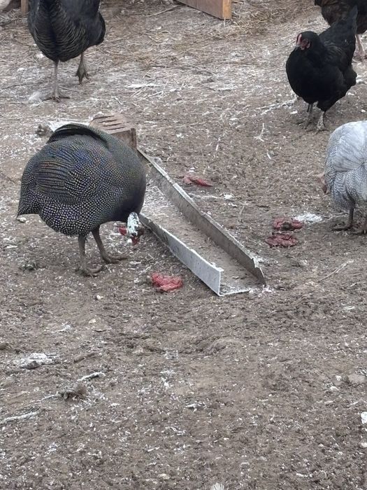 Молодые, домашние цесарки