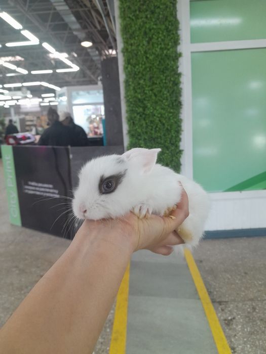 Кролики декоративные Поступление малышей