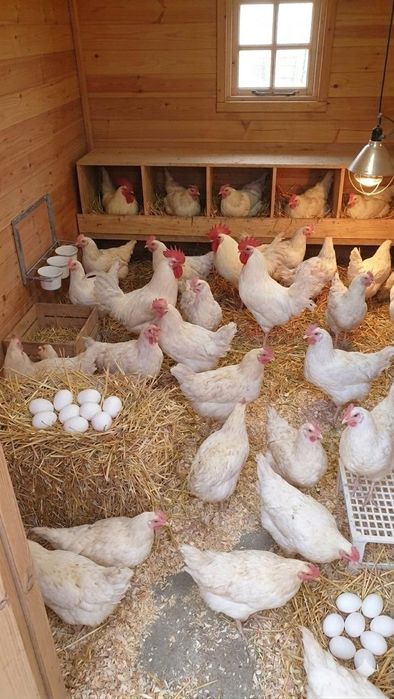 Продам курей  курей молодок