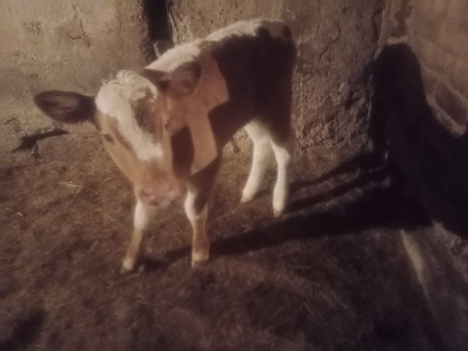 Продам телят бычки