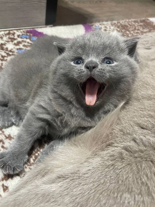 Продаются котята скоттиш страйт