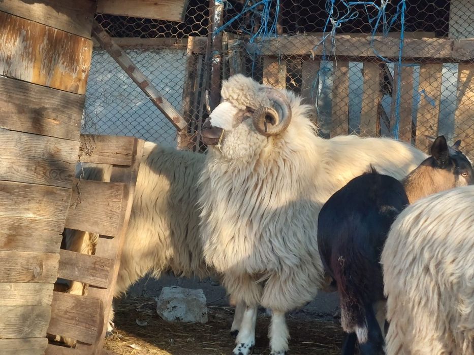 Berbec țurcan de vânzare de 8 luni