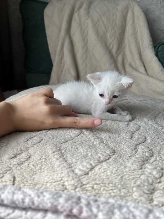 Котенок ищет дом