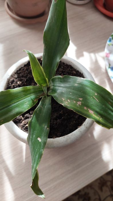 Комнатные цветы ,растения