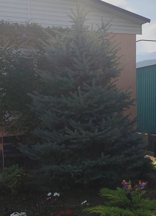 Продам ели сизая
