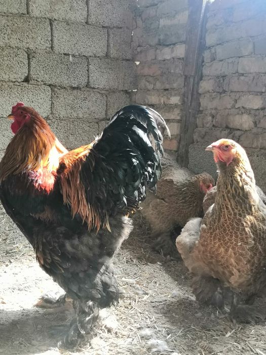 Продаю яйца брамы