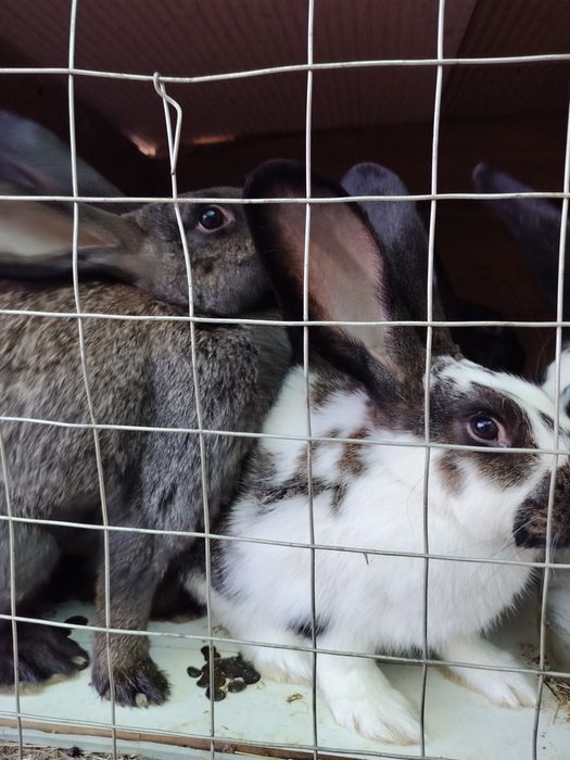 В продаже кролики