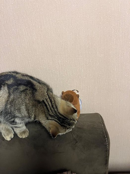 Породистая кошечка в добрые руки