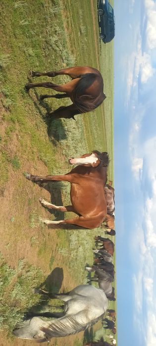 Биелер сатылады