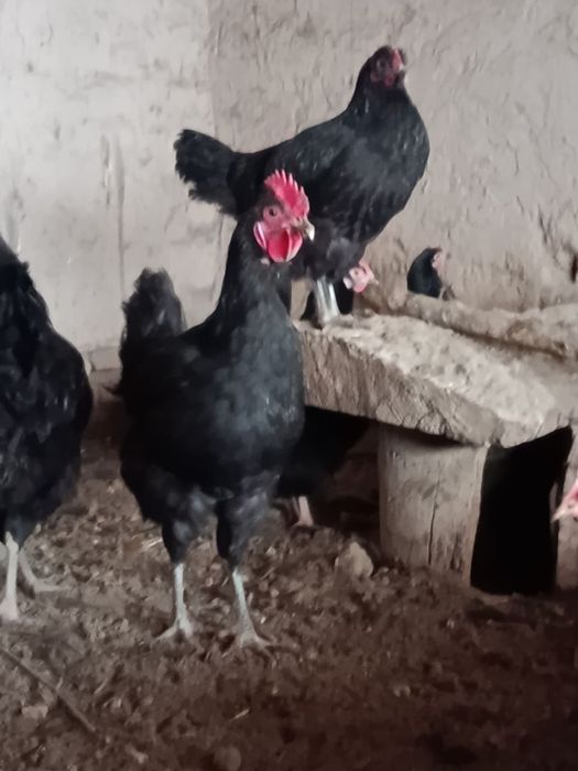 Кора шахзода хурозлар сотилади