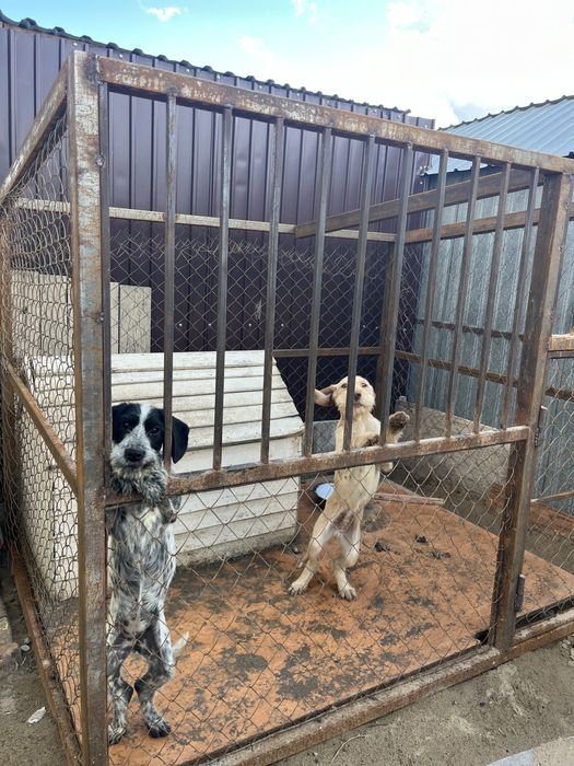 Продается щенки Немецкий дратхар