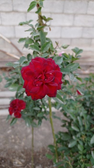 Штамп атир гулар