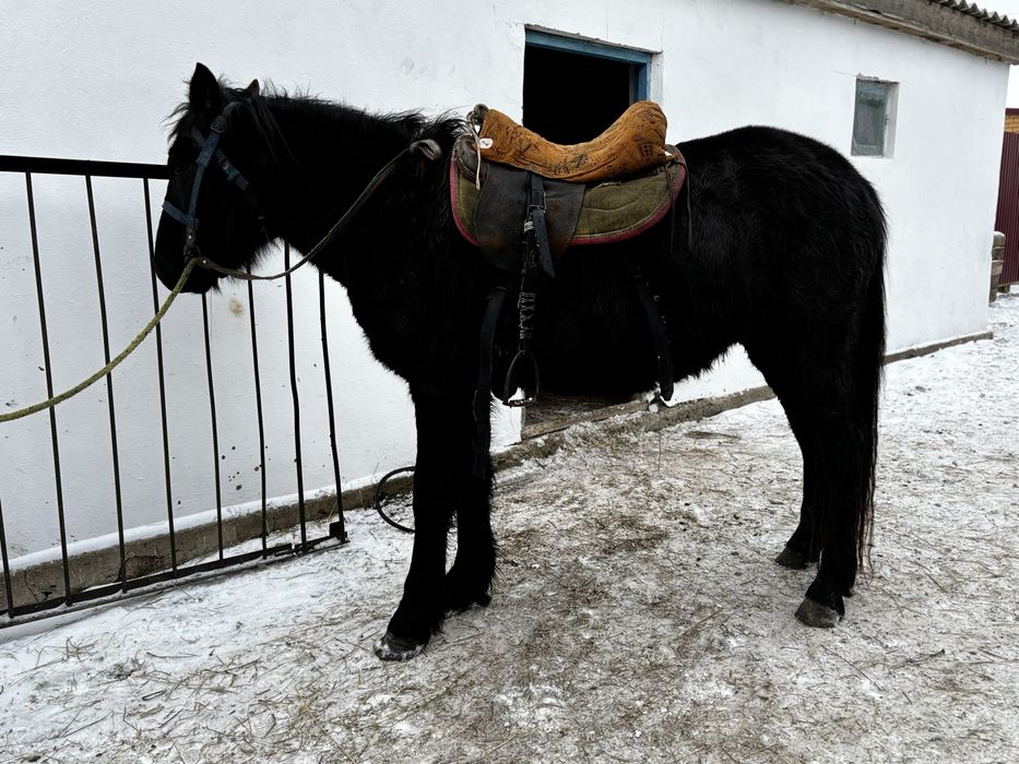 Жеребец 3х летка