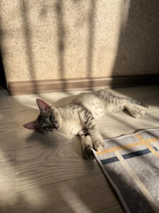 отдам котёнка в добрые руки