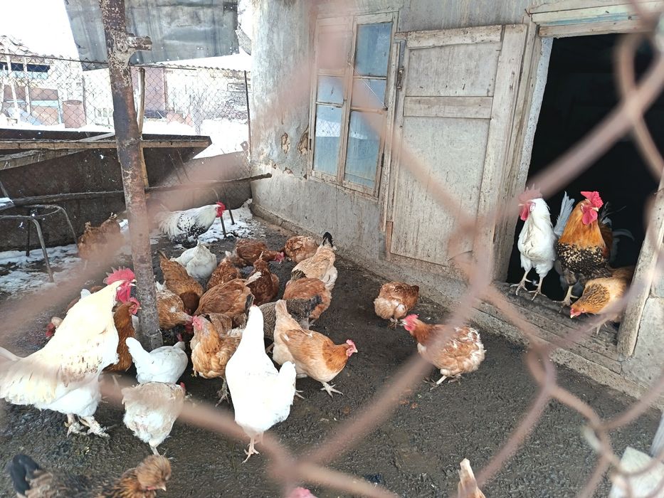 Тауықтар сатылады