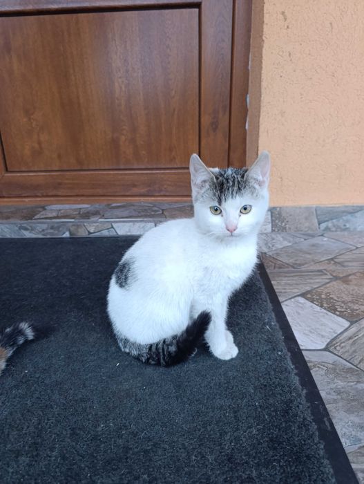 Donez pisicuțe pufoase și blânde au mai rămas doar 2