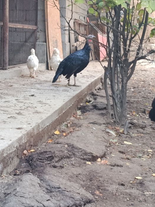 Продам индюков срочно