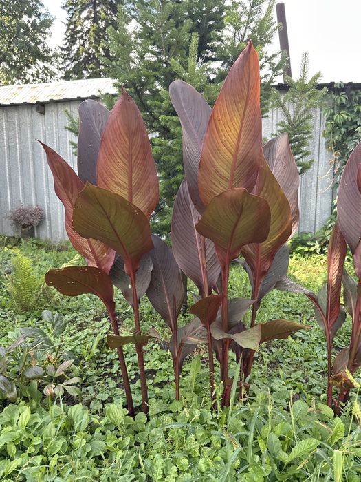 Канны цветы садовые, можно для дома