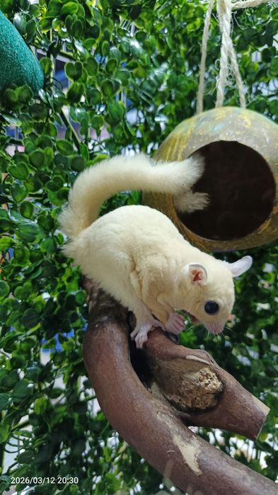 Учар олмохон сотувда