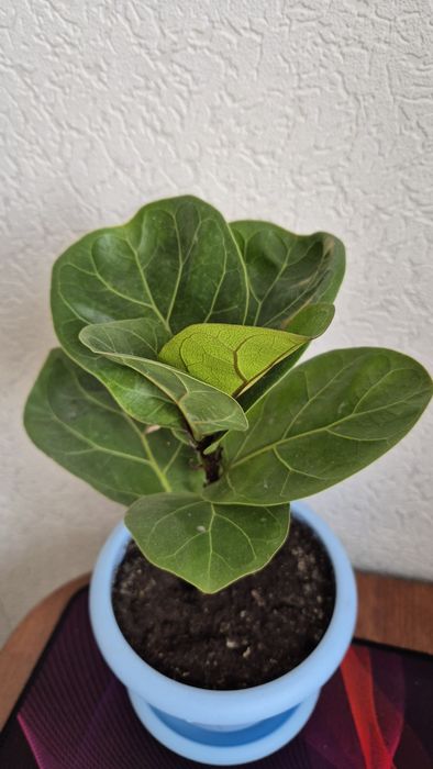 Фикус Лирата Бамбини