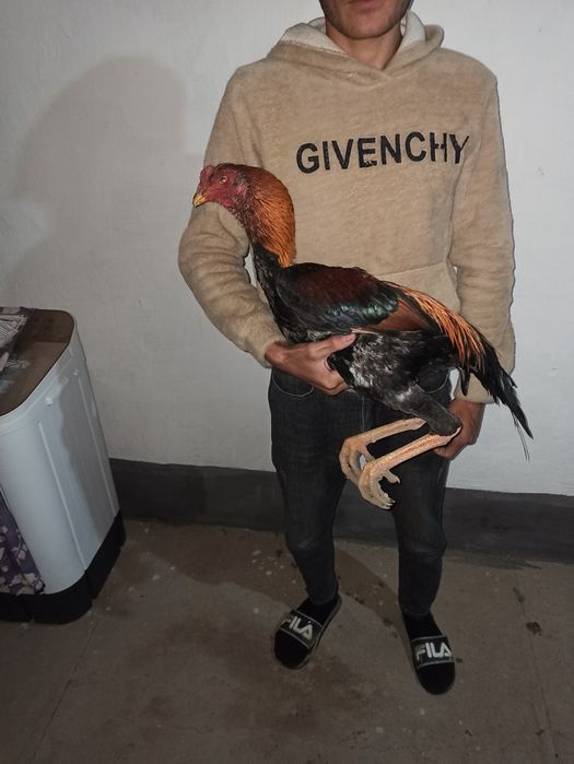 20-aprelda chiqqan joʻjalar sotiladi hali qichqirmagan