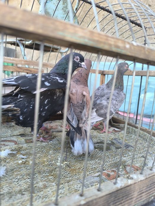 Продаются мрамарные