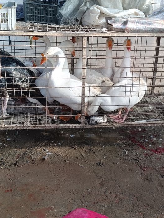 Gʻoz sotiladi Гусы продаётся